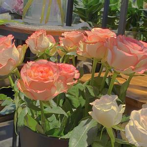 精品成人日B视频
